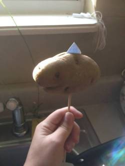 stilesmcalll:  my dad grew this potato that looks like a shark so he stuck a paper fin in it and he’s calling it Sharktato it’s on a stick because he likes to move it around and sing the jaws theme song 