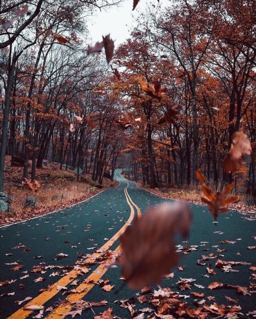 white-pumpkin:  autumn roads