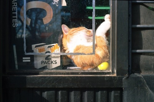 heyscola:Bodega Cat, Carroll Gardens, 2018