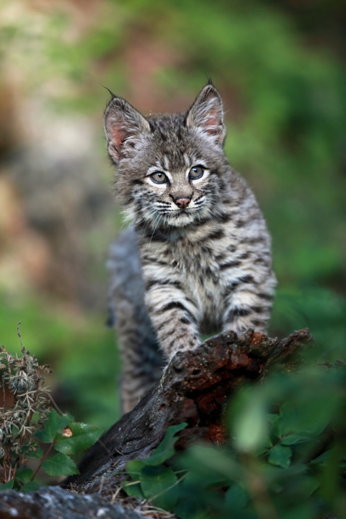 mystic-revelations:  Did ya hear that? (by Megan Lorenz) 
