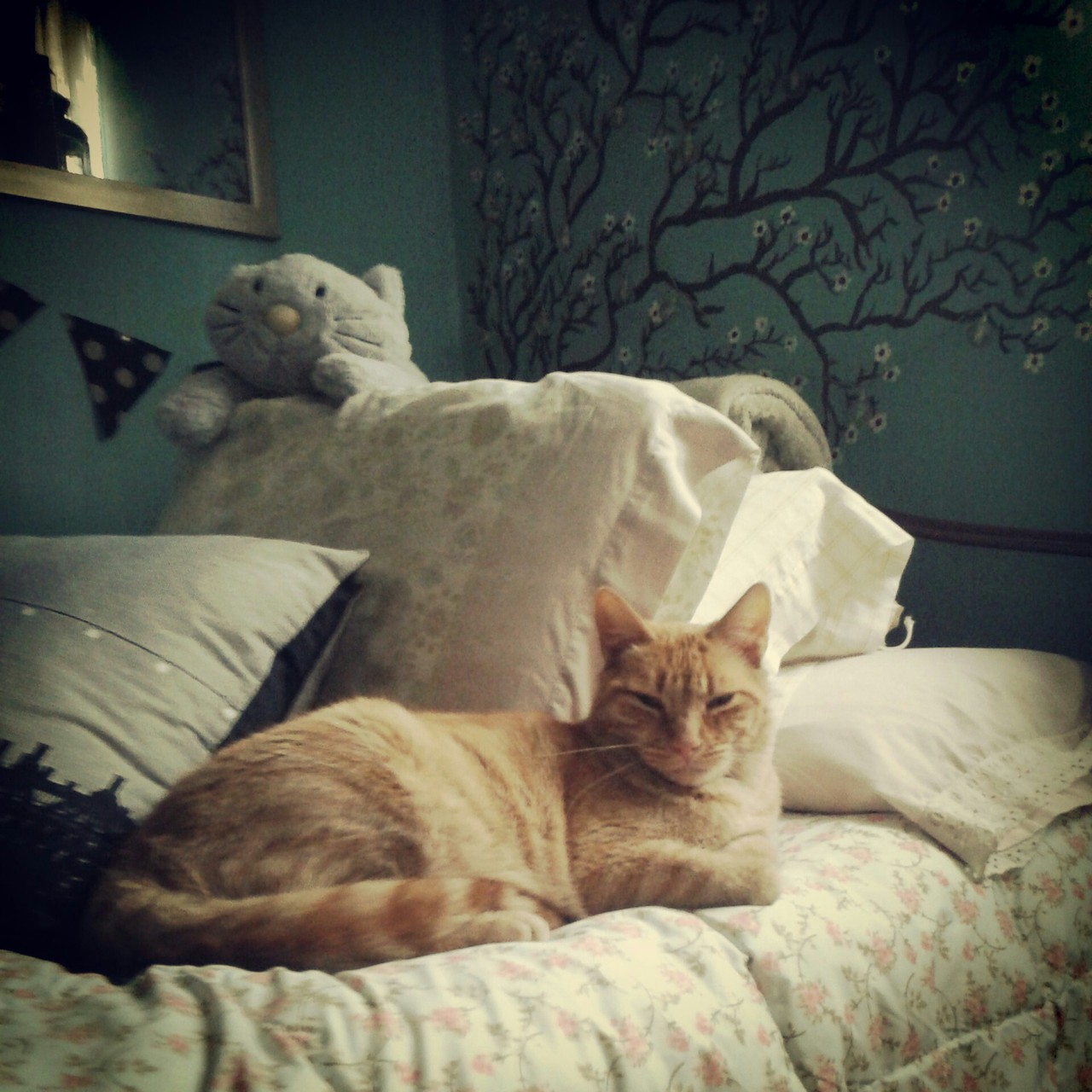 Cats