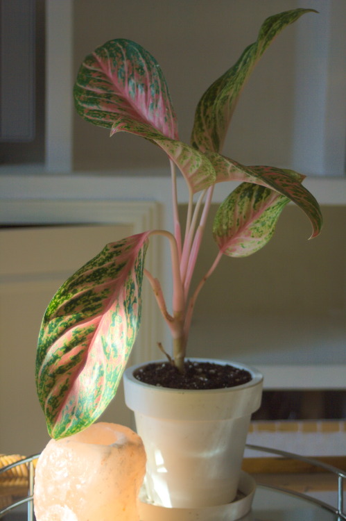 Who can guess the cultivar? How to care for a Chinese evergreen Get the free PDF on 10 easy housepla