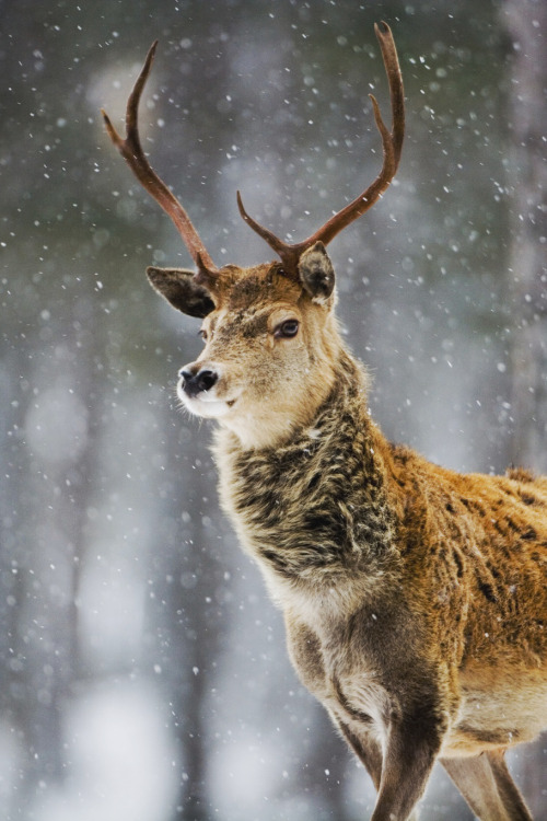 mstrkrftz:Red Deer by Don Hooper