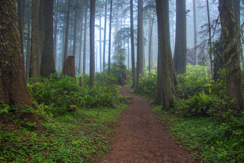 isawatree:Cape Meares Trail by Larry Andreasen