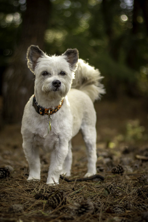 westie-impostor:Forest fairy 