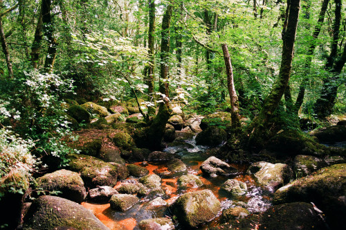 graymanphotography:Forest river walks. 