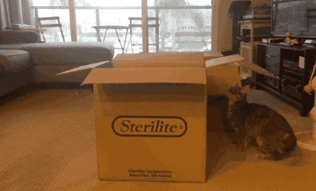 gifsboom:  magic box transforms one cat into another. [video]