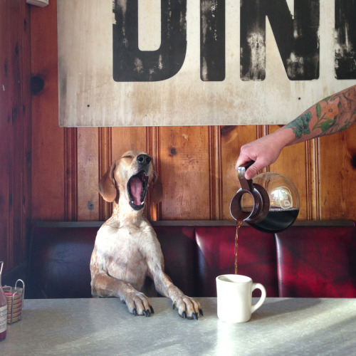 byct:  alegbra:  abstraire:  Maddie, The Coonhound  the most punk rock dog in the world  CUTEDOG 