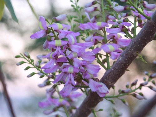 I found these beautiful pink flowers blooming on our beach property. The tree is Madero Negro and th