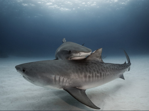 flashytitle: redstil3ttos: A shark hug is the best hug. notnumbersix