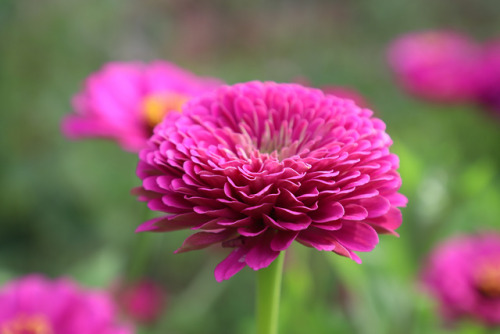 Flowers for the soul, along with a few veggies.   A double wide, long row of zinnia’s keeps many pol