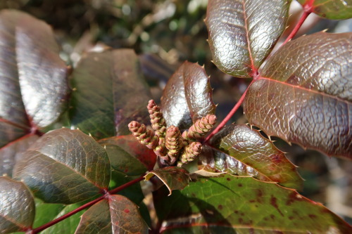  Mahonia aquifolium — Oregon grape 