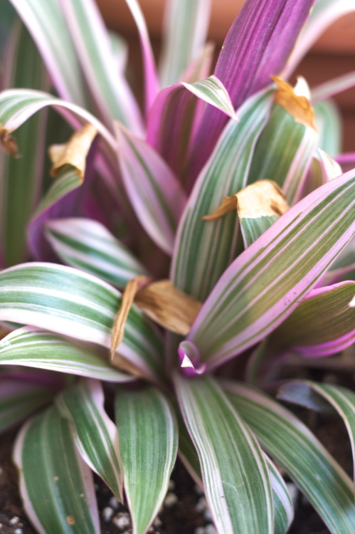 I repotted my Tradescantias so they now share a big planter and they’ve EXPLODED. This photo isn’t e