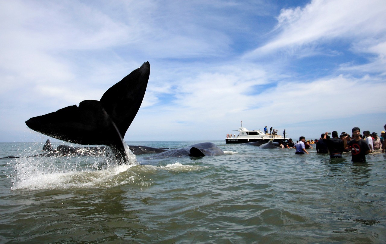 BALLENAS VARADAS. Oficiales de la Agencia de Conservación de la Naturaleza y activistas ambientales ayudan a reflotar diez cachalotes varados en Aceh Besar el 13 de noviembre de 2017. Cientos de personas que conocen la información transmitida por una...