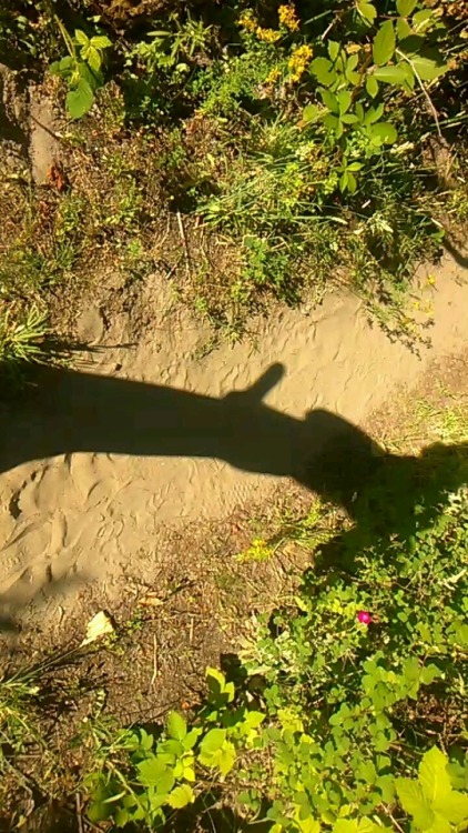 Shadow play while bearing off in the bushes at the nude beach.