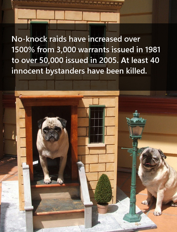 priceofliberty:   Source  ☯ follow for more pugs and pigs ☯