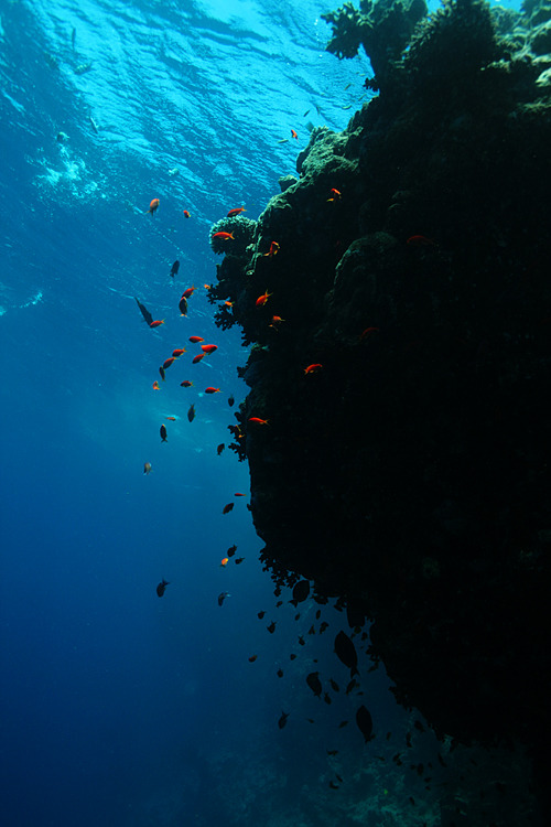 10bullets:The Reef Life by martinbenca