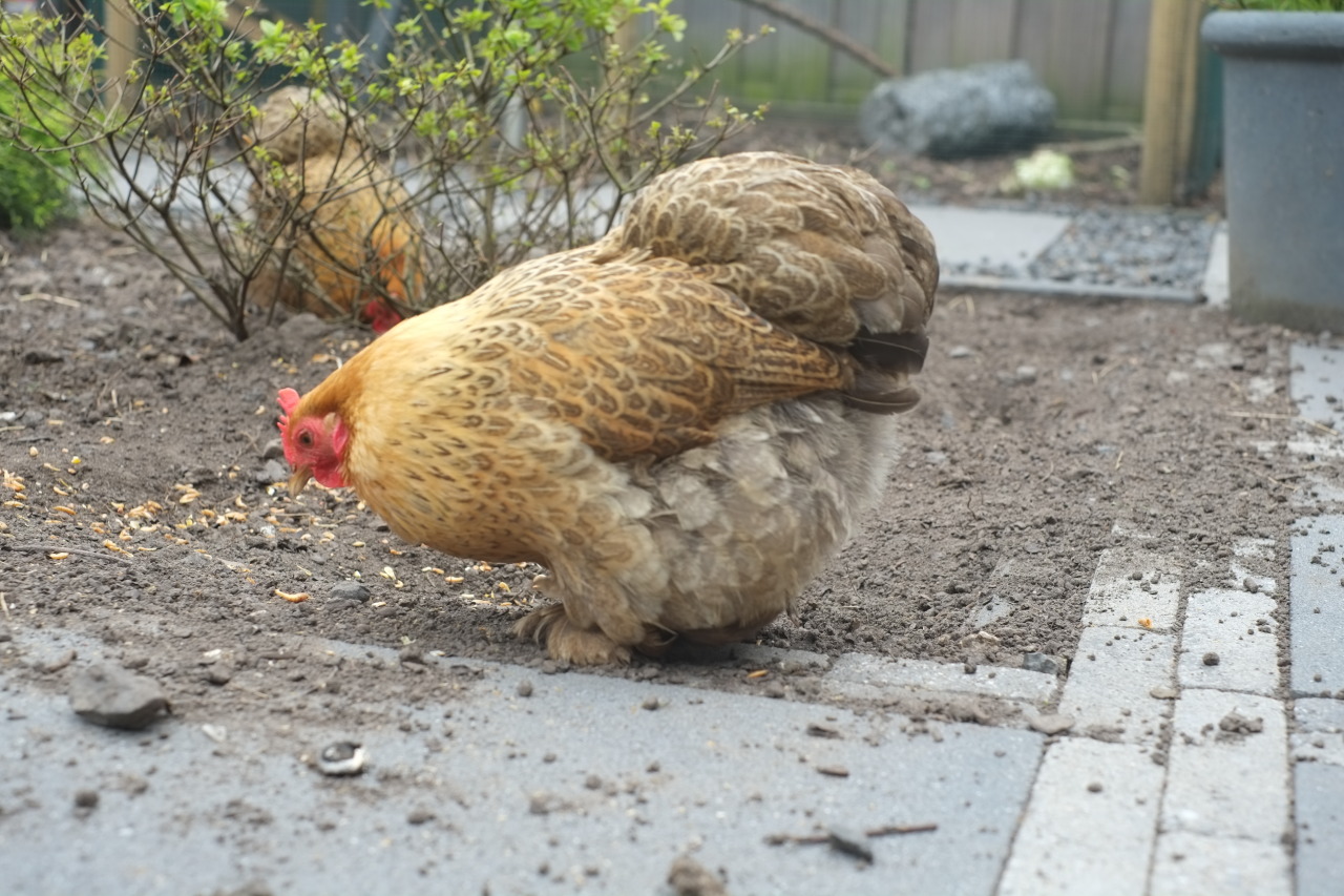 commanderholly:  crazyparrotlady:  breakfastisconfusingnaya:  Here again, my fluffy