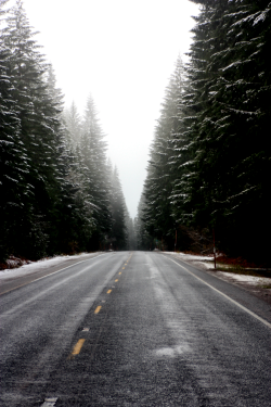 belovedgaia:  expressions-of-nature:  Snowy Road : Jamison Fitzsimmons  - plants - nature -