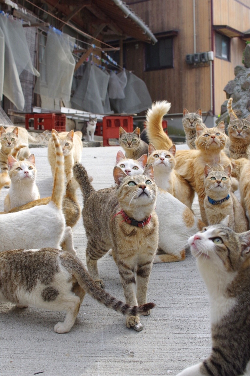 moringomoringo:  青島のねこ。たくさん。