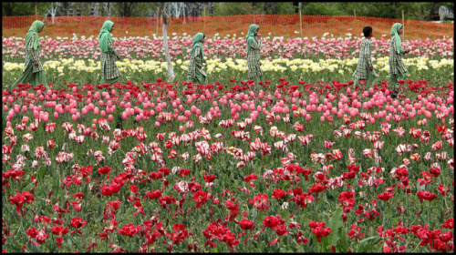 prince-marolo:Tulips by P K Gupta VNS