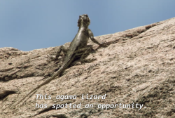 kaijutegu: kaijutegu:  kaijutegu:  kaijutegu: lizard out there really gonna do it this lizard is braver than any US marine  he’s going for it, the absolute madlad  