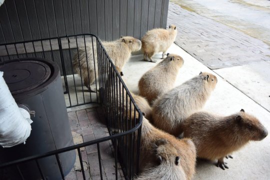 カピストーブ、 カピ露天風呂、 カピ打たせ湯 (via Twitter / 長崎バイオパーク公式 @ngsbiopark)
