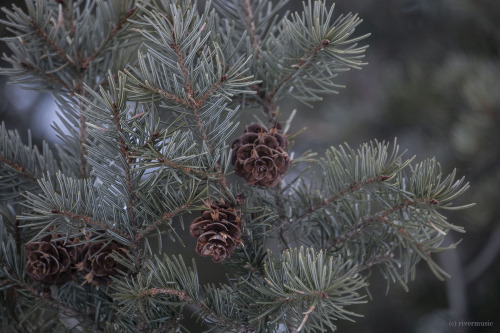 Douglas Fir Cones: &copy; riverwindphotography, February, 2020