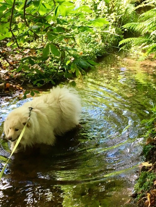 water floofer