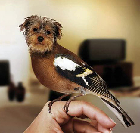 death-by-lulz:  tastefullyoffensive: Dirds (Dogs + Birds)Previously: Celebrities Before & After Photoshop 