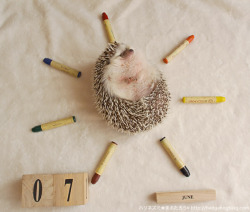 hedgehogcalendar:  (【ハリネズミカレンダー】June 7｜6月7日 (火) まる氏「おっはよーー」から) 