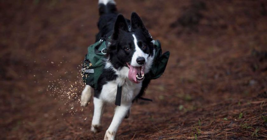 3 Dogs Are Rebuilding Chilean Forests Once Devastated By Fire