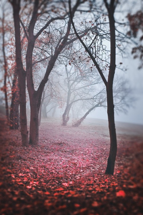 landture:  exploring dreams X by asiarzeznikowska 