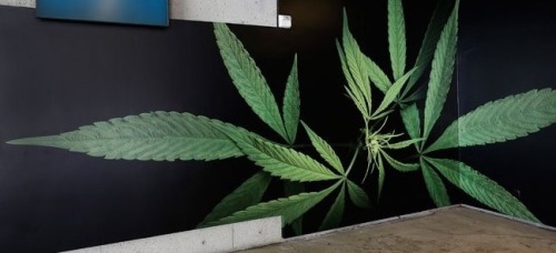 Cannabis Art porn pictures