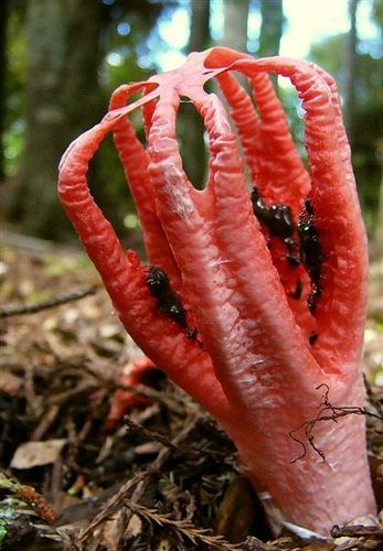 Porn Clathrus archerii - commonly known as Octopus photos