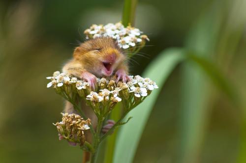 wtxch:Baby dormouse atop a yarrow flower in Monticelli Brusati, Italyphoto by Andrea Zampatti