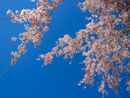 Blossoms of the weeping cherry I usually post every year got damaged by the freak cold, but I saw an