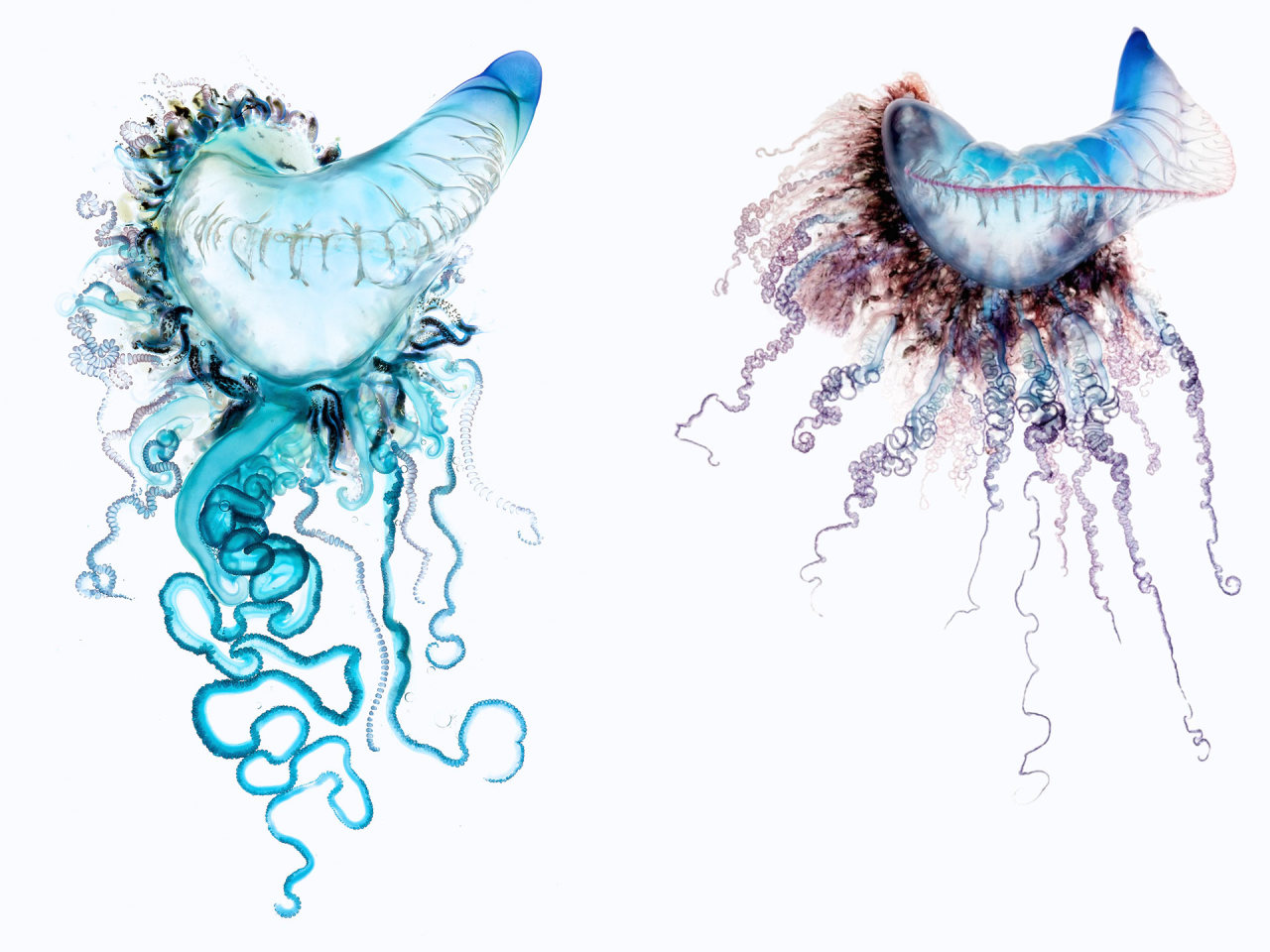 scienceisbeauty:  A fascinating and beautiful hydrozoa.  The Portuguese man-of-war