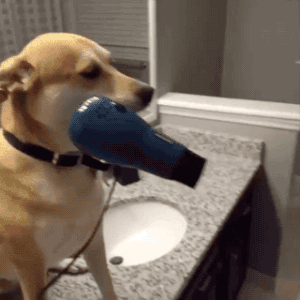 gifsboom:  Video: Guy’s Loyal Dog is Always by His Side