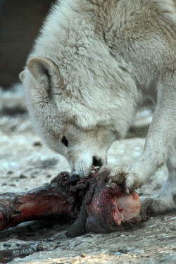 thatwanderinglonewolf:  hudsonbay wolf artis