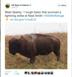 rapunzel-corona-lite:  sixpenceee:Sparky is one tough bison. mmmm i bet his back smoked to perfection  😂😂😂😂😂😂😂😂 @rapunzel-corona-lite you outta line 😂😂😂