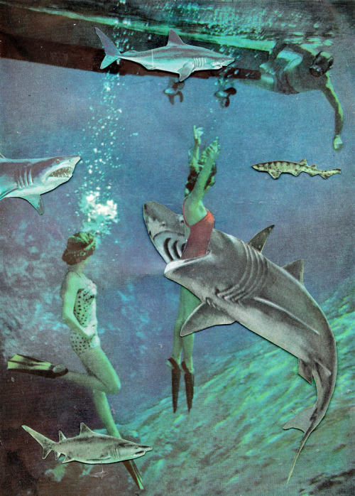 furples:  Sharks 