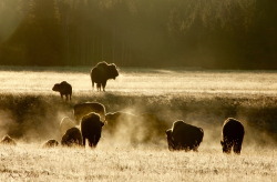ksjanes:  My spirit animal. Those with buffalo