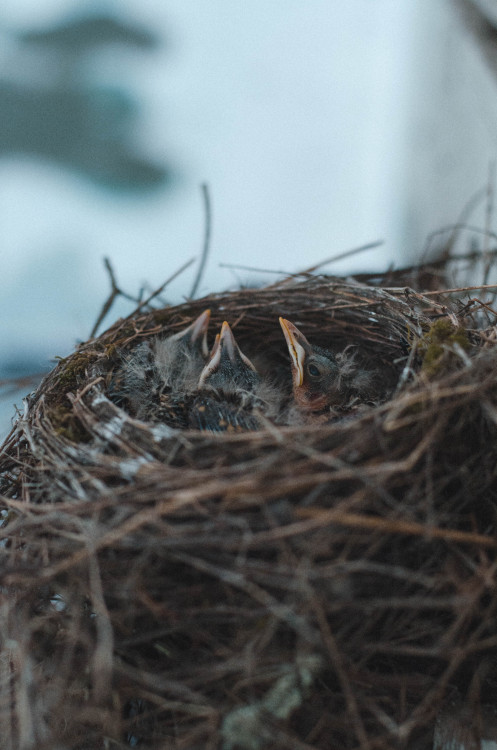 Baby Robins