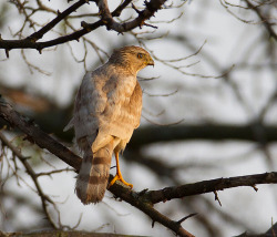 peregrineinastoop:  Leucistic Cooper’s