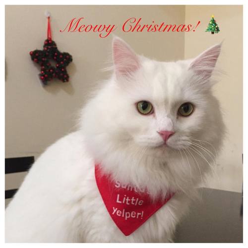 BooBoo kitty wishes everyone a Meowy Christmas! #furbaby #love #catlovers #neko #gato #cat #kawaii #