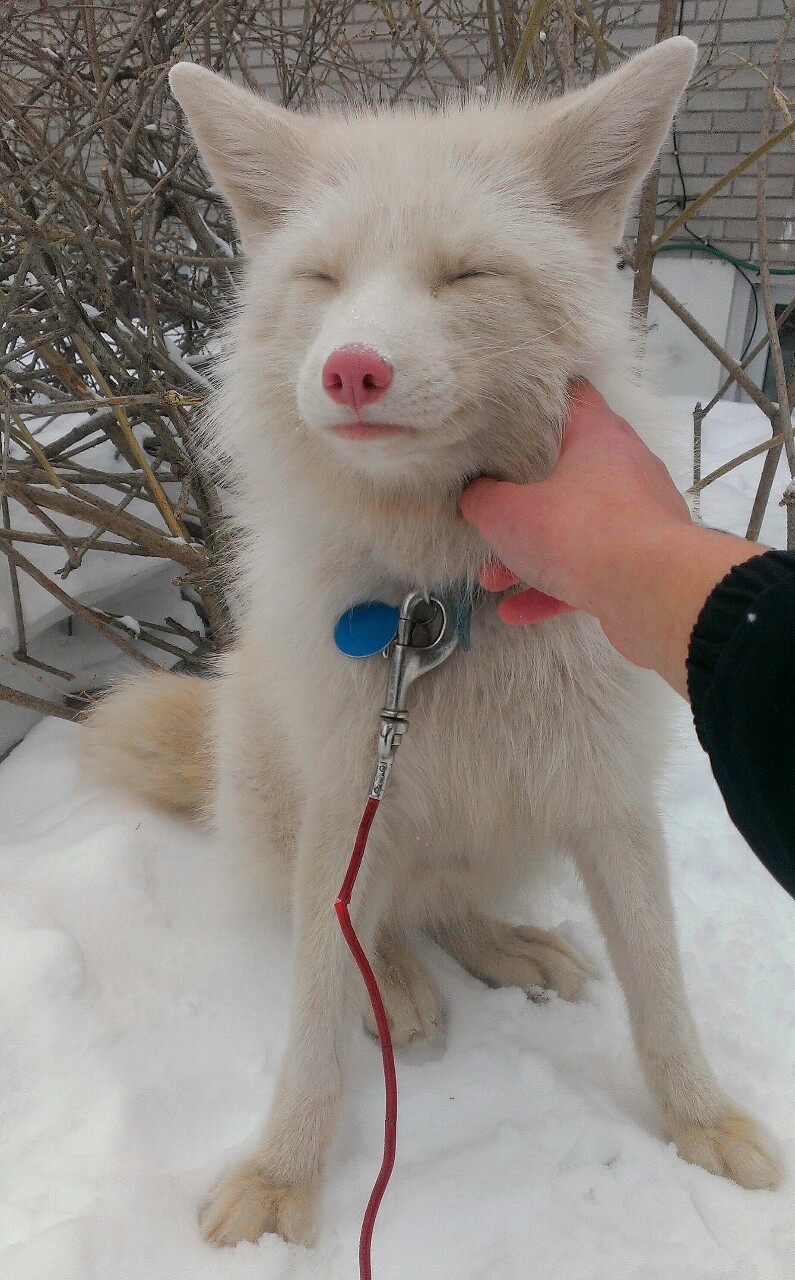 sno-cone:  sugarsickness:  eeeehehh  It’s nose is so pink omg 