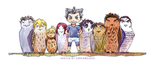 Bokuto and his owlery! XDAkaashi is Rufous-legged Owl (Strix rufipes);Konoha is Eurasian Scops Owl (