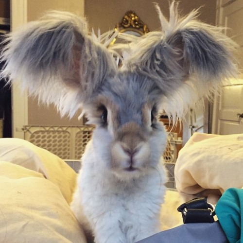 ripperblackstaff:woodelf68:archiemcphee:Meet Wally, an English Angora rabbit with the most awesomely