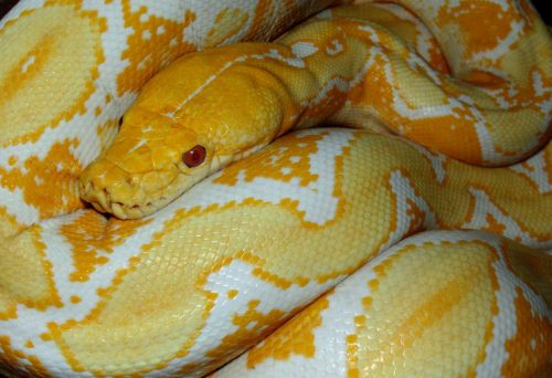 reptilianbitch:Medusa, my white phase albino reticulated python. :)